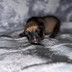 Green collar 4 - Mahogany male Belgian Malinois puppy in Midway, Georgia from C4MALINOIS