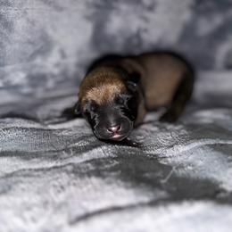 Green collar 4 - Mahogany male Belgian Malinois puppy in Midway, Georgia from C4MALINOIS