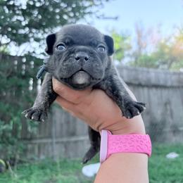 Blue collar - Brindle male French Bulldog puppy in Humble, Texas from Mary_Lands_dog_kennels