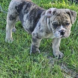 Olde English Bulldogges and Siberian Huskies from Haase Family Kennels