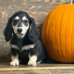 Cooper - Black and cream male Dachshund puppy in Woodbine, Georgia from Coastal Bluff Pups