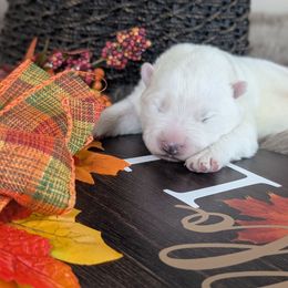 Samoyed puppies from Desert Snow Samoyeds