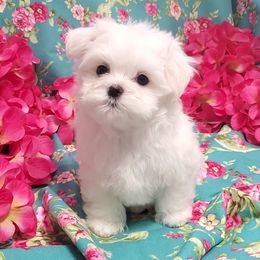 Huckleberry - White male Maltese puppy in Merced, California from Soua's Pups