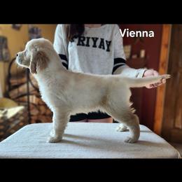 1st pick - Light golden female Golden Retriever puppy in Clay Center, Nebraska from Storm Chasers- Golden Retrievers & Basset Hounds