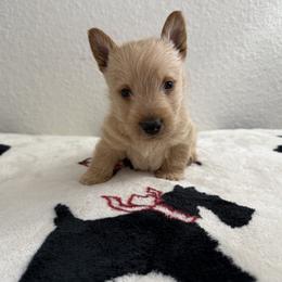 Scottish Terrier Puppies from Santas Scotties