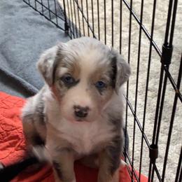 Australian Shepherd Puppies from Kent island Aussies