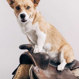 Pembroke Welsh Corgis from Poncho Villa Corgis