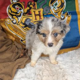 Harry - Blue merle male Miniature Australian Shepherd puppy in Bend, Oregon from Wonderland Aussies