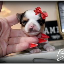 Belle - Parti female Yorkshire Terrier puppy in Warren, Michigan from Danielle's Yorkie Babies