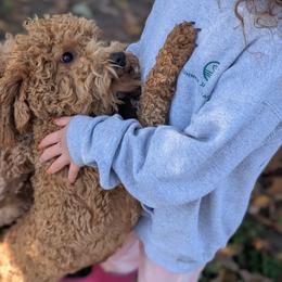 Gracie - Goldendoodle