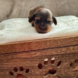Rusty - Red male Dachshund puppy in Franklin, Tennessee from Wendy's Weenies