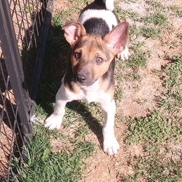 boy 1 - Black white and tan Rat Terrier puppy in Shelbyville, Tennessee from Gems Rat Terriers