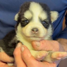 Oreo - Black and white male Pomsky puppy in Spring Hill, Florida from PDQ Pomskies