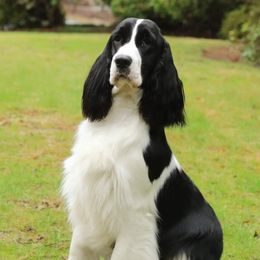 English Springer Spaniels from Topsail English Springer Spaniels