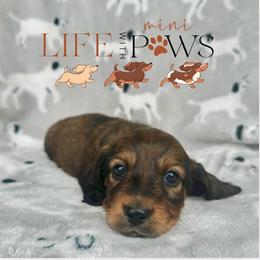 Ash(blue) - Black and tan male Dachshund puppy in Palm Bay, Florida from Life With Mini Paws