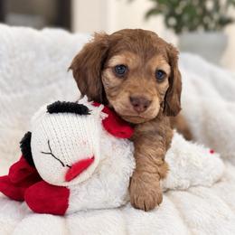 Sabine - Red female Dachshund puppy in La Marque, Texas from For the Love of Doxens