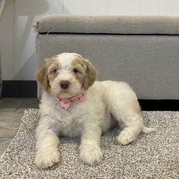 Mabel (Cookie) - Apricot female Goldendoodle puppy in Sugarcreek, Ohio from True Hearted Doodles