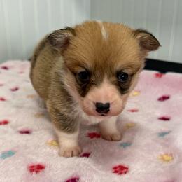 Stella - Sable female Pembroke Welsh Corgi puppy in Jenkinsburg, Georgia from Red Elephant Farms