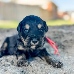 Texas1 - male Golden Mountain Doodle puppy in Twin Falls, Idaho from Magic Valley Family Doodles
