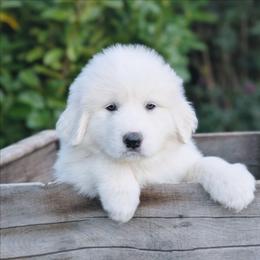 Black - White male Great Pyrenees puppy in Yakima, Washington from Naches Heights Ranch