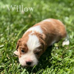 Cavalier King Charles Spaniel Puppies from The Cozy Cavaliers