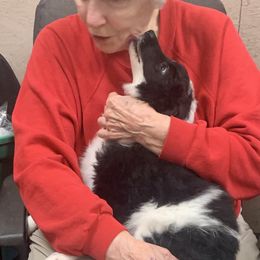 Duke - Black and white male Aussiedoodle puppy in Nacogdoches, Texas from BA Mini Poodles