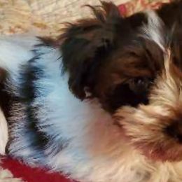 Willy - Miniature Schnauzer
