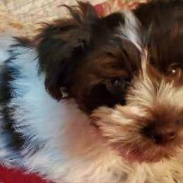 Willy - Miniature Schnauzer