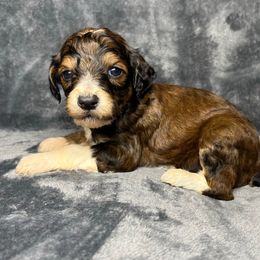 Girl 2 - Red female Aussiedoodle puppy in Alabama from SBA Aussies