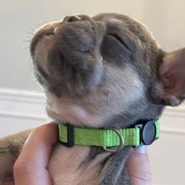 French Bulldogs from Whitehouse Frenchies