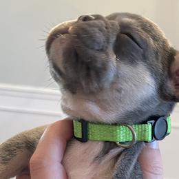 French Bulldogs from Whitehouse Frenchies