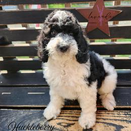 Huckleberry - Black and white male Cockapoo puppy in Mancelona, Michigan from Lavender poodles & doodles