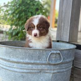 Fannie - Red tri-color female Australian Shepherd puppy in Sedalia, Missouri from Affinity Aussies