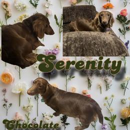 Serenity - Dachshund