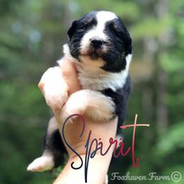 Spirit - Black tri-color male Australian Shepherd puppy in Tallapoosa, Georgia from Foxhaven Farms Aussies