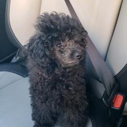 Poodle Puppies from Those Prissy P. Poodles