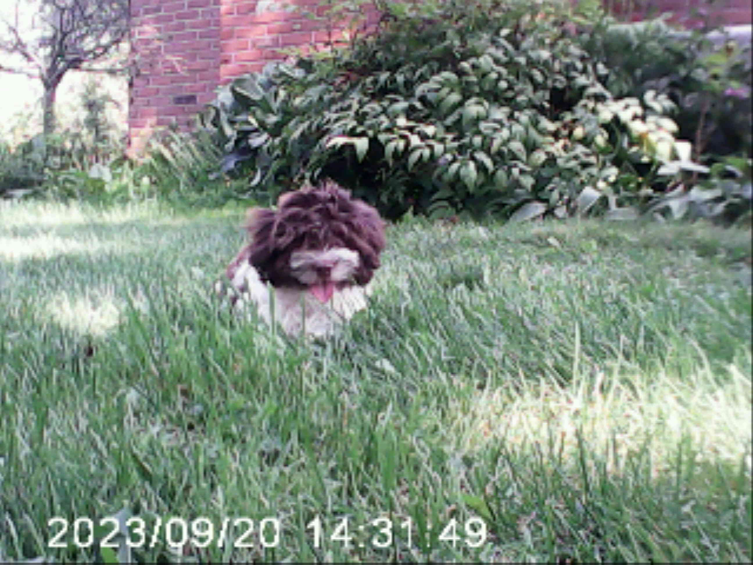 Violet - Havanese