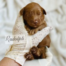 MINI Rudolph - Red  male Goldendoodle puppy in Naples, Florida from Paradise Coast Doodles