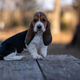 Female 2 - Black brown and white female Basset Hound puppy in Harwood, Missouri from Bar H Farms