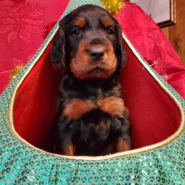 Boy 4 - male Gordon Setter puppy in from Katherine's Golden Retrievers, Gordon Setters, and English Setters