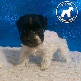 Miniature Schnauzer Puppies from JC Parti Schnauzers