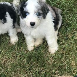 Goldendoodle, Labradoodle, and Aussiedoodle Puppies from West Doodles and Retrievers