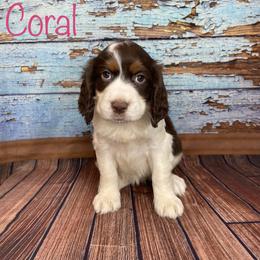 Coral - English Springer Spaniel puppy in Pine Island, Minnesota from Country Breeze Springer Spaniels