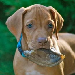 Rhodesian Ridgebacks from Rimrock Rhodesian Ridgebacks
