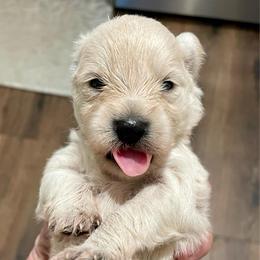 Spencer - Wheaten male Miniature Schnauzer puppy in Interlachen, Florida from Pam's Schnauzers