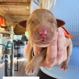 Orange Collar - Yellow female Labrador Retriever puppy in Sumerduck, Virginia from Cedar Mountain Retrievers