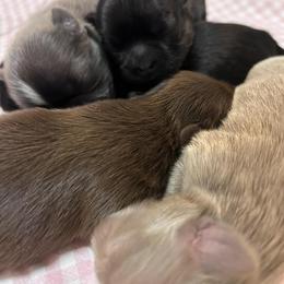 Shih Tzu Puppies from Trinity Shih Tzu