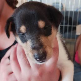 Kiara (Tri Girl 1) - Black white and tan female Collie puppy in Nunn, Colorado from Kingsgift Collies