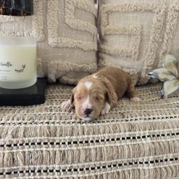 Trixie - Red  female Goldendoodle puppy in Floyd, Virginia from Hearts and Paws Poodles and Doodles