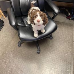 Aussiedoodle and Springerdoodle Puppies from Deek’s Designer Doodles